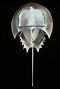 Horseshoe Crab Door Knocker – 8" Coastal Decor
