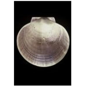 FishAye Deep Sea Scallop Door Knocker – 8" Coastal Accent
