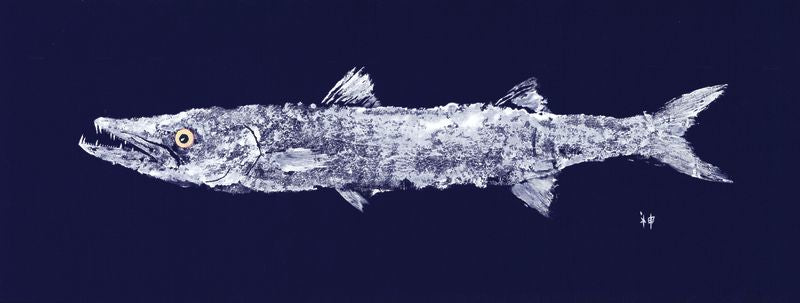 Baracuda